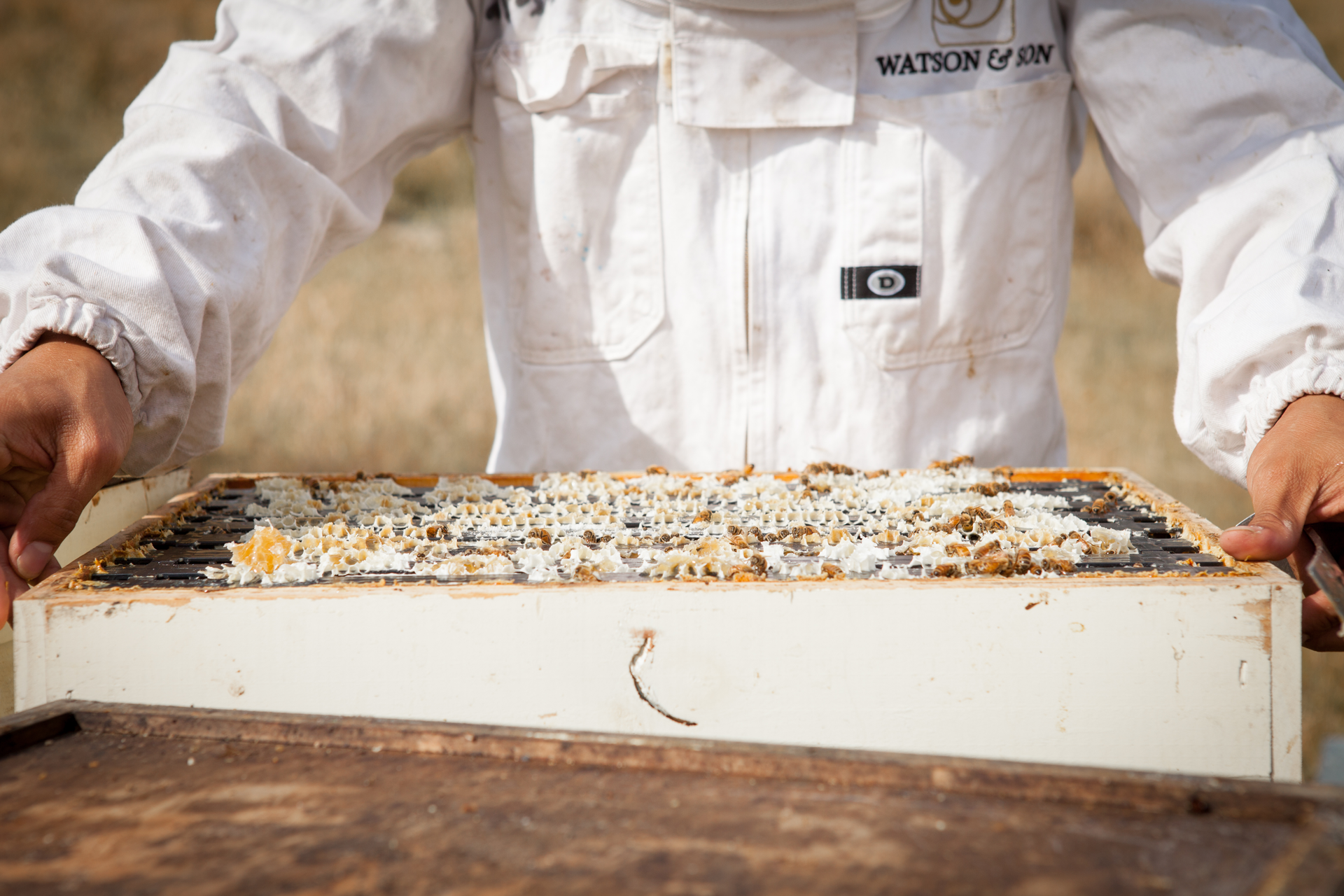 Watson & Son - How the Honey is Harvested